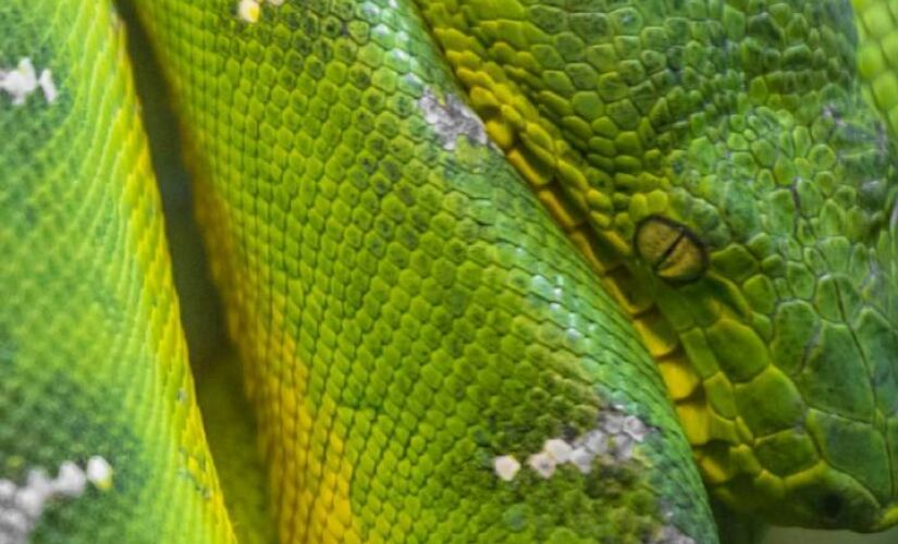 Conheça curiosidades sobre esse animal fascinante