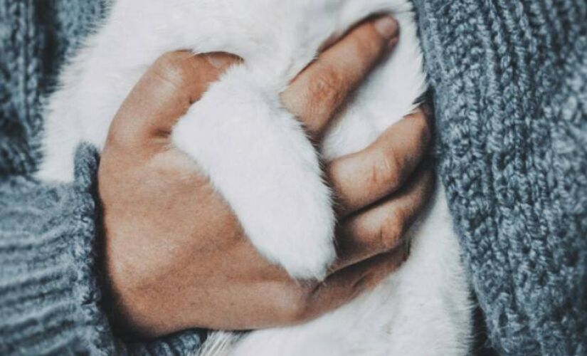 Estudos apontam que interagir com animais promove efeitos na saúde emocional