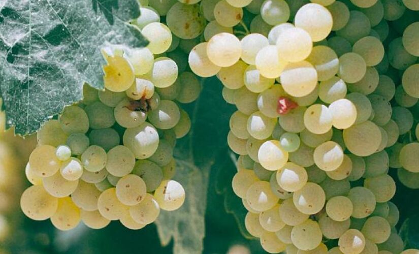 Cidade atrai visitantes com a famosa Rota do Vinho