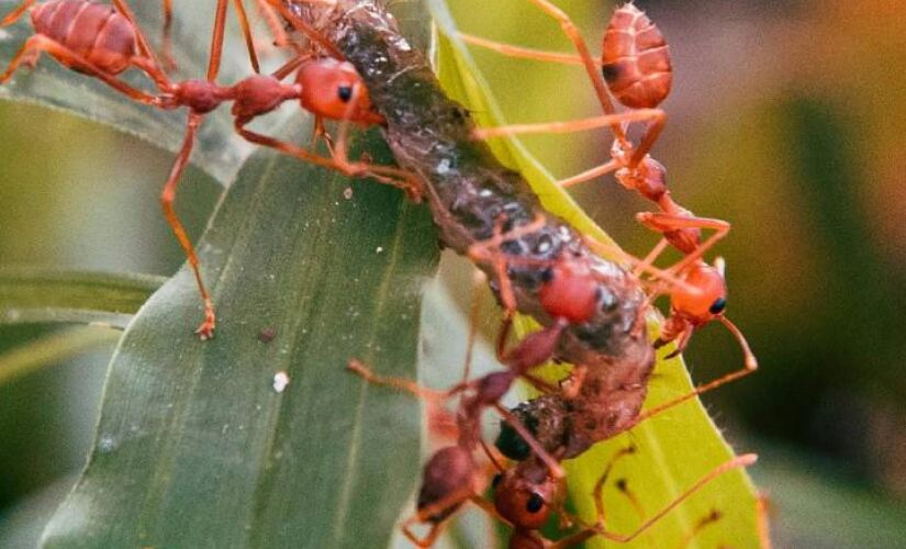 Fóssil localizado no nordeste brasileiro é importante para entender surgimento das formigas