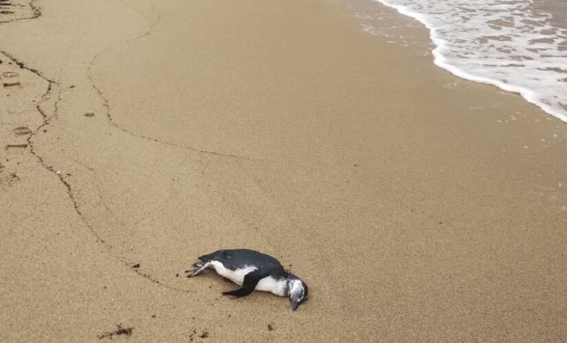Um dos pinguins foi encontrado na Praia de Itaguaçu, em Ilhabela