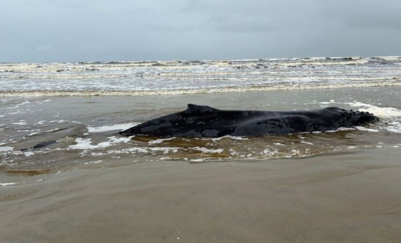Baleia-jubarte juvenil de aproximadamente sete metros foi encontrada encalhada na praia do Costão, em Peruíbe