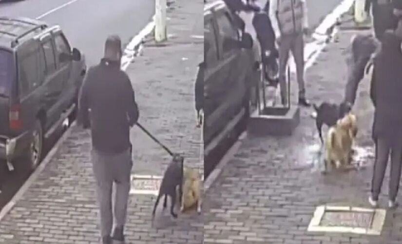 Cachorra da raça shar-pei foi atacada por um pitbull no bairro de Perdizes