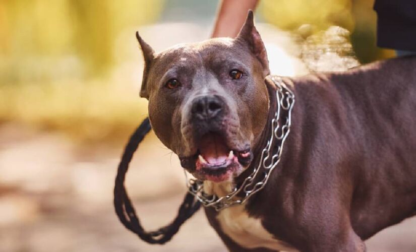 PM informou que o cachorro havia sido adotado há cerca de dois meses