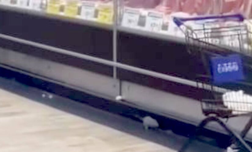 Rato foi flagrado nos corredores de um açougue de supermercado 