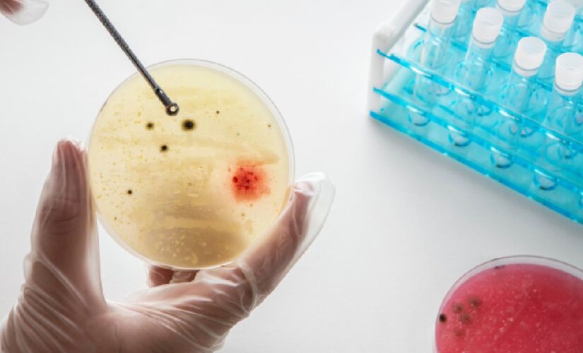 O experimento foi realizado com células-tronco de camundongos