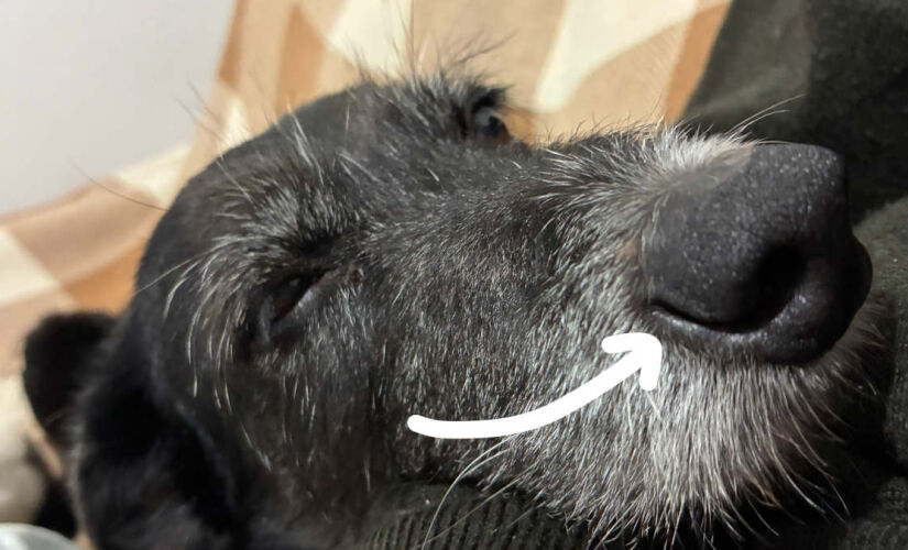 Fenda nasal dos cachorros tem função impressionante