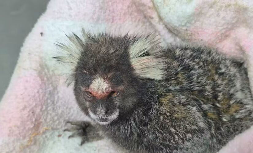 Sagui foi solto devido à dificuldade de vagas em centros de recuperação de fauna