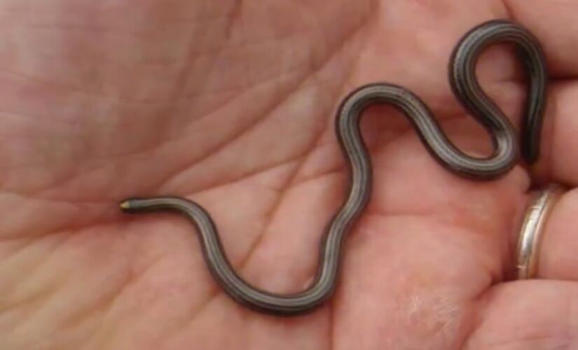 A cobra de Barbados era considerado extinta