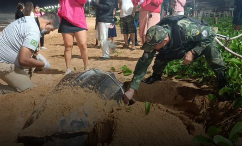 Tartaruga-gigante foi avistada no litoral do Espírito Santo