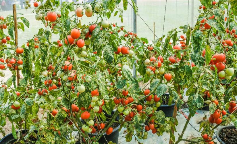 Tomates cereja são fáceis de cuidar em casa. 