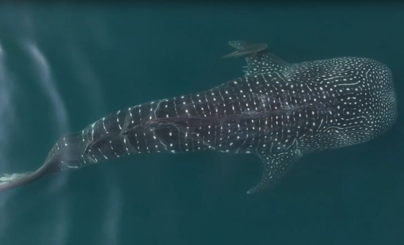 Maior peixe do mundo voltou a surgir várias vezes no litoral norte de São Paulo
