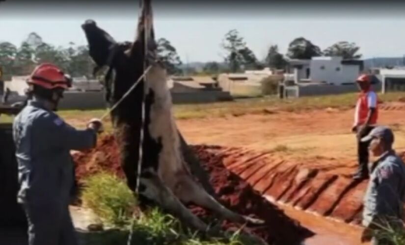 Vaca foi resgatada após cair em bueiro no interior paulista