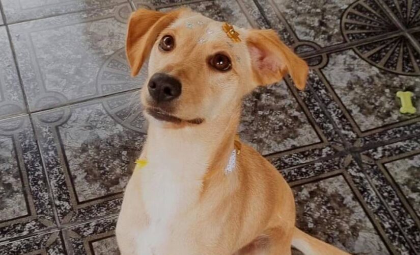 Preferência por nomes femininos revela forte presença de fêmeas entre os animais