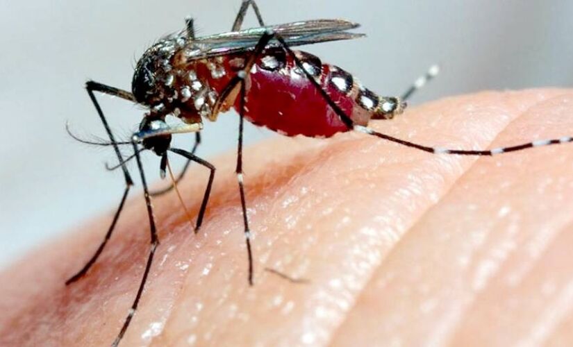 Resultado é atribuído às ações intensificadas de combate ao Aedes aegypti, mosquito transmissor da dengue