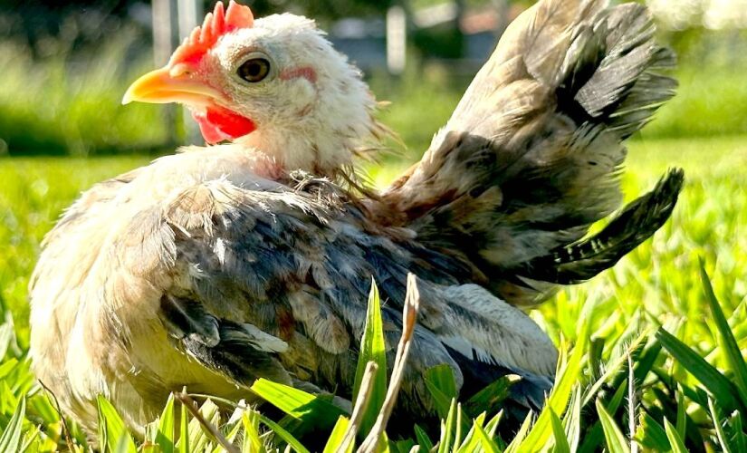 Galinhas da raça Serama têm ganhado espaço como animais de estimação