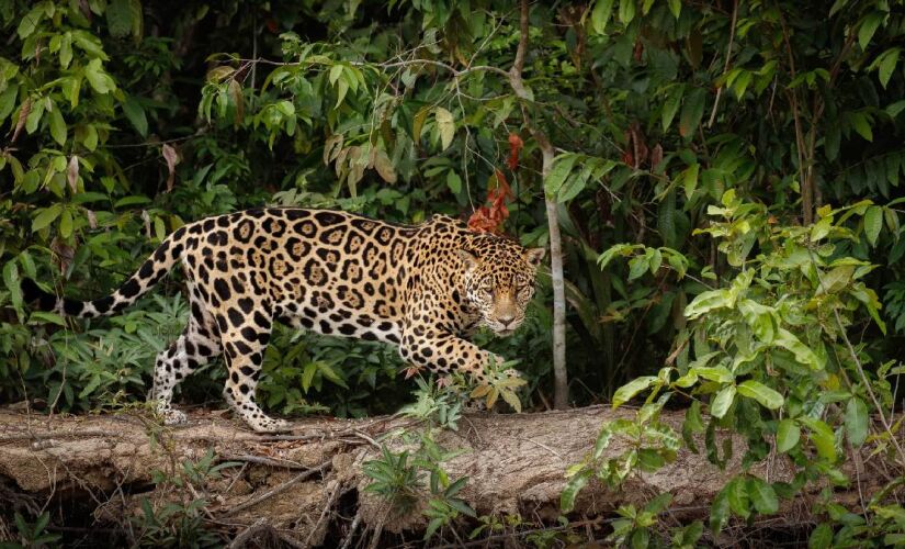 Para diferenciar os felinos, pesquisadores analisam as rosetas (pintas), que funcionam como biometria do animal 