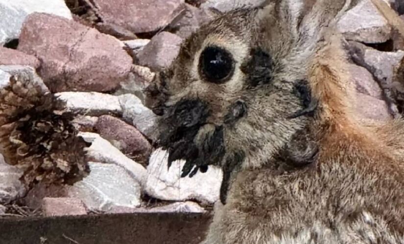 Vírus não é transmissíveis em outros animais 