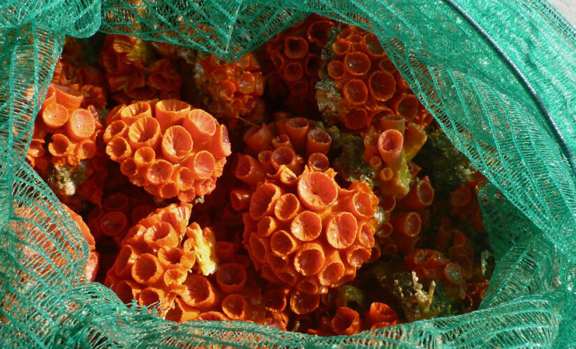 O que parece inofensivo esconde um potencial devastador para a biodiversidade marinha