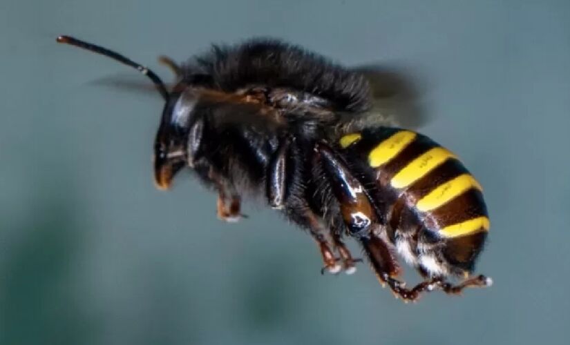 Uma molécula (diterpeno) encontrada no própolis produzido pela abelha chamada popularmente de mandaçaia e que não possui ferrão, mata larvas do Aedes aegypti