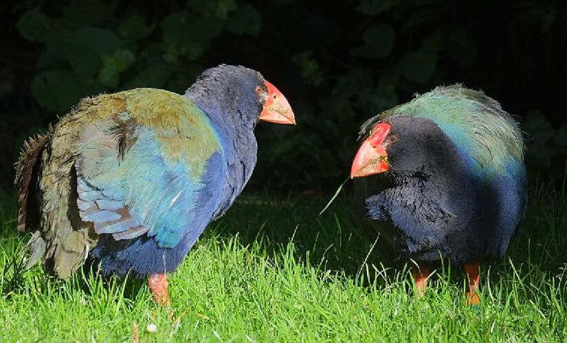 Essas aves não voam, mas correm bastante