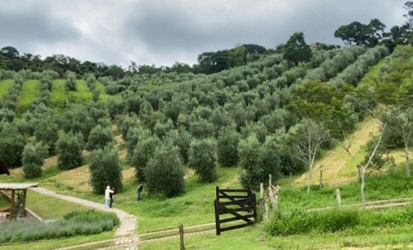 Fundada por Bia Pereira e Bob Costa, a propriedade converteu pastagens em olivais e hoje soma 17 hectares em São Paulo e mais de 100 hectares no Rio Grande do Sul.
