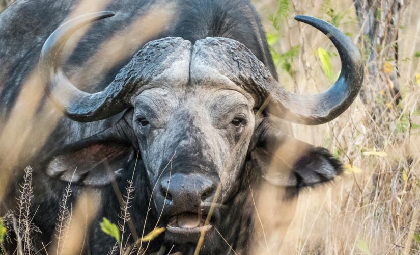 O mamífero é um dos mais temidos da savana africana