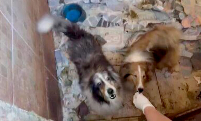 Mais de 100 animais, incluindo cerca de 80 cães de raça, como Border Collies e Pastores de Shetland, foram encontrados em condições de maus-tratos