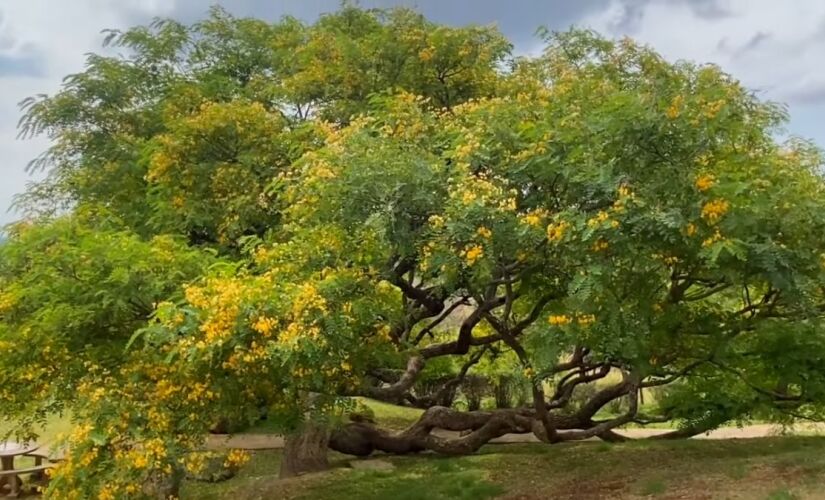 Árvore presente no brasil pode ser peça chave para enfrentar a crise climática