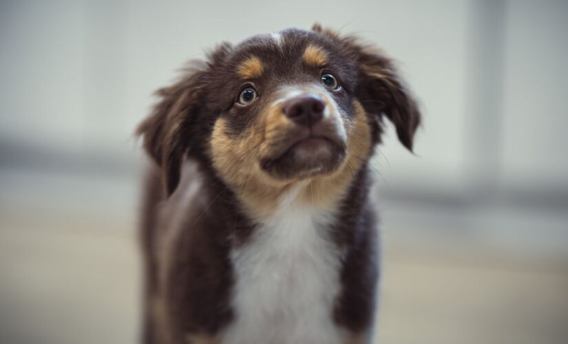O gesto que parece inocente pode revelar muito sobre a mente dos cães