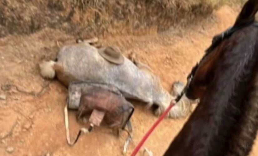 Estudos revelam por que cavalos não conseguem se adaptar à perda de uma pata e quais riscos essa condição traz