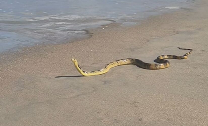 Serpente foi flagrada em praia de Lagoinha, em Ubatuba