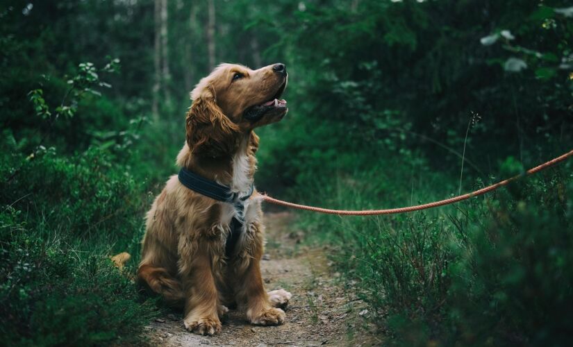 O texto estabelece que é proibido restringir a liberdade dos animais com correntes, cordas ou similare