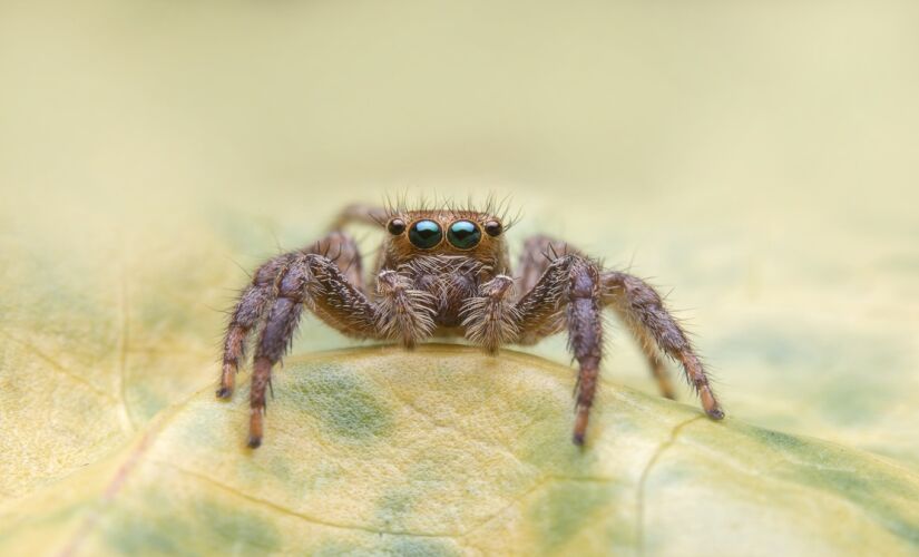 Esses métodos são bastante eficazes para afastar aranhas do seu lar