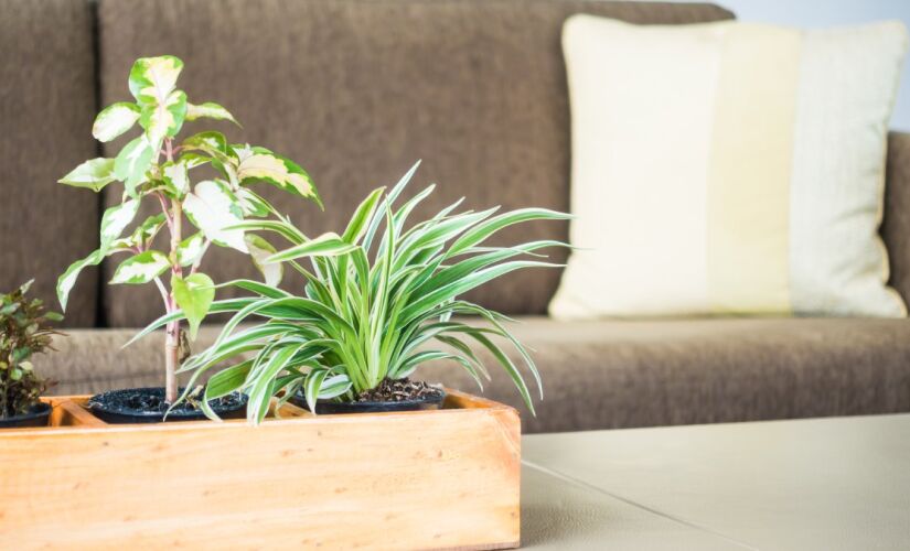 Algumas plantas não gostam de receber luz do sol diretamente