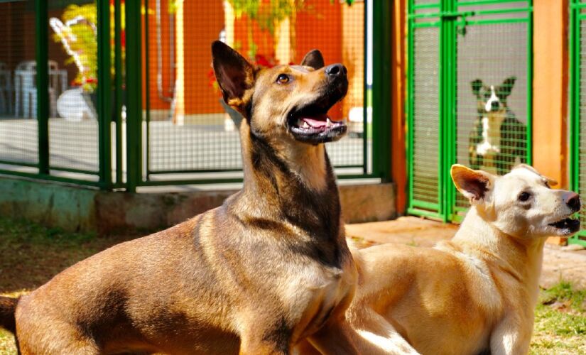 1ª edição do Aquarela de Patas ocorre neste sábado (23/8)