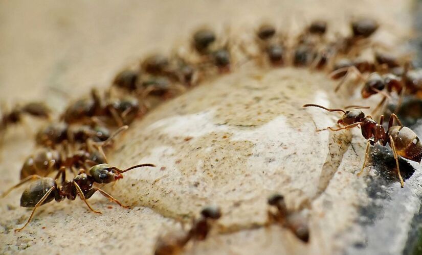 As formigas também são atraídas pela água