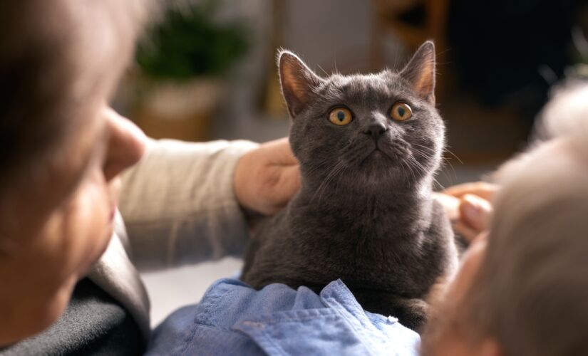 Saber quais demandas um gato tem antes de adotar é essencial para evitar a devolução do animal 
