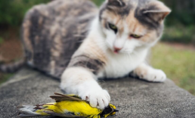 Os gatos não são 100% domésticos, carregando um instinto selvagem dentro de si