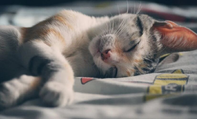 O gato possui uma audição aguçada e também por isso busca locais tranquilos para o descanso