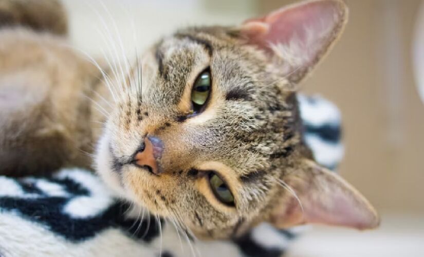 Os gatos em fase adulta não costumam se comunicar com miados com os demais amigos felinos