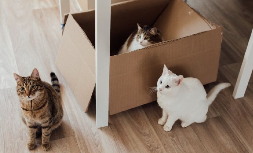 Caso o gato possua brinquedos, deixá-los perto da caixa é uma boa escolha, tornando aquele setor ainda mais propício para a diversão do pet