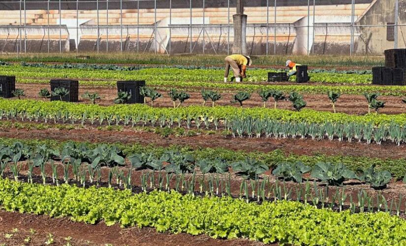 Cerca de 40 reeducandos já participaram do projeto de forma rotativa