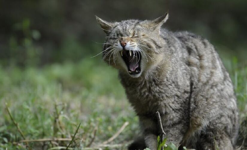 Uma solução radical: Conheça os robôs solares que combatem a superpopulação de gatos na Austrália.
