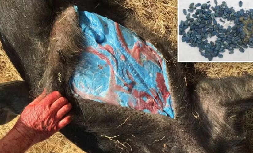 Flagra ocorreu nas proximidades de Salinas, no condado de Monterey, onde Burton costumava realizar a captura de animais