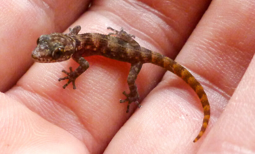 Chamada de lagartixa-de-dedos-de-folha (Phyllodactylus maresi), ela é um réptil músculo, com um tamanho menor que 10 centímetros de comprimento