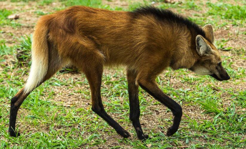 Lobos-guará adoram essa frutinha