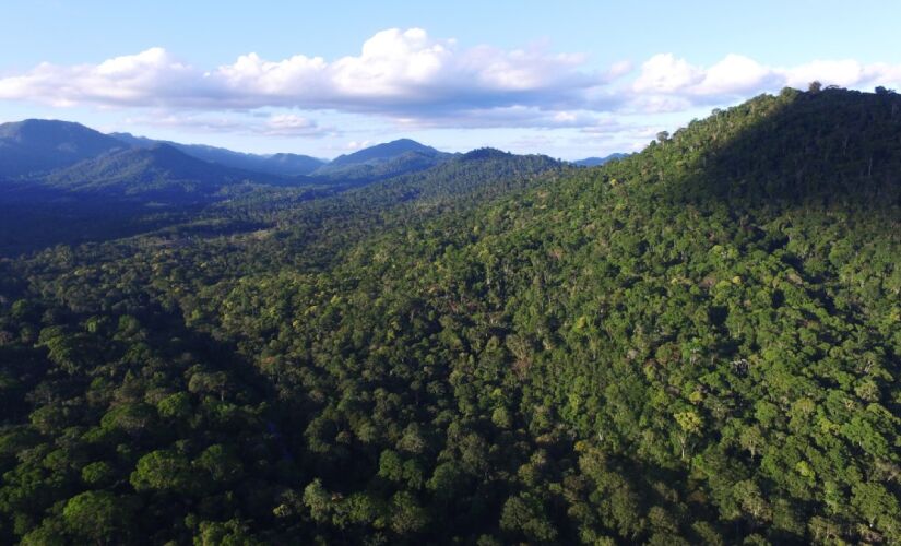 São mais de 49 mil estádios de futebol de mata preservada