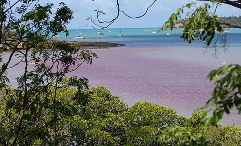 Fenômeno registrado causou alta concentração de microrganismos potencialmente tóxicos no Canal de São Sebastião