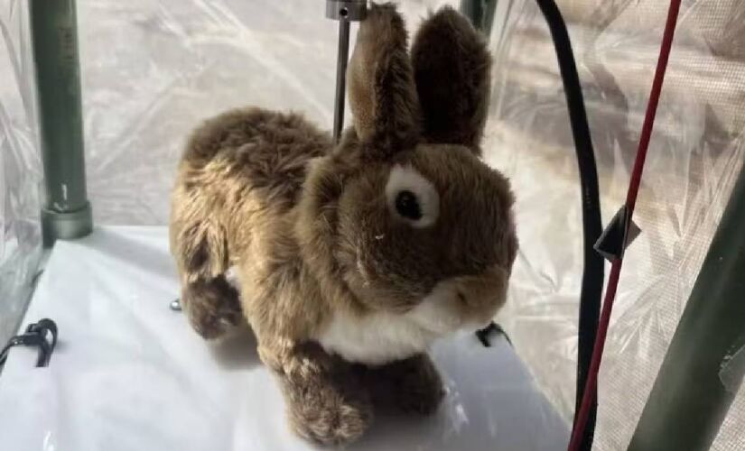 Esses bichos artificiais imitam perfeitamente os movimentos e o calor corporal dos coelhos-dos-brejos